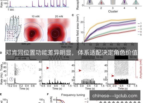邓肯同位置功能差异明显，体系适配决定角色价值